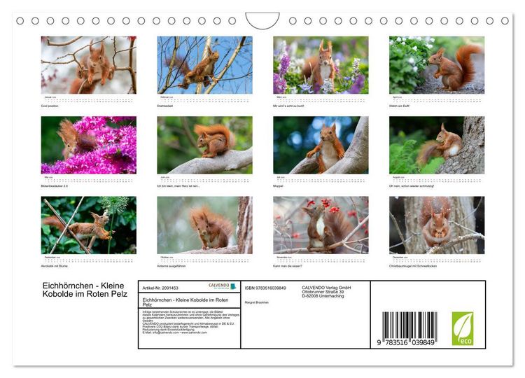 Produktbild: Eichh&ouml;rnchen - Kleine Kobolde im Roten Pelz (Wandkalender 2026 DIN A4 quer), CALVENDO Monatskalender
