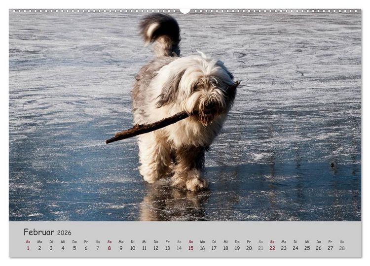 Produktbild: Ein Bobtail namens Miles (Wandkalender 2026 DIN A2 quer), CALVENDO Monatskalender