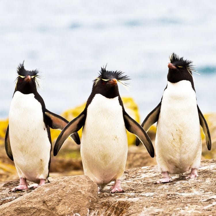Produktbild: Penguins 2027