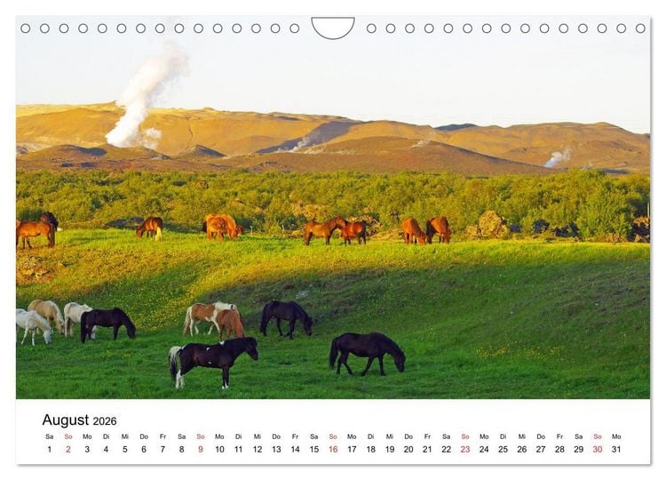 Produktbild: Die Pferde Islands - Ein Streifzug durch Island (Wandkalender 2026 DIN A4 quer), CALVENDO Monatskalender