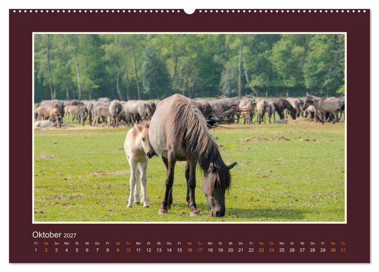 Produktbild: Die letzten Wilden - freilebende Pferde in D&uuml;lmen (hochwertiger Premium Wandkalender 2027 DIN A2 quer), Kunstdruck in Hochglanz