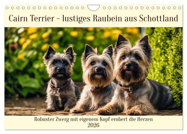 Produktbild: Cairn Terrier - lustiges Raubein aus Schottland (Wandkalender 2026 DIN A4 quer), CALVENDO Monatskalender