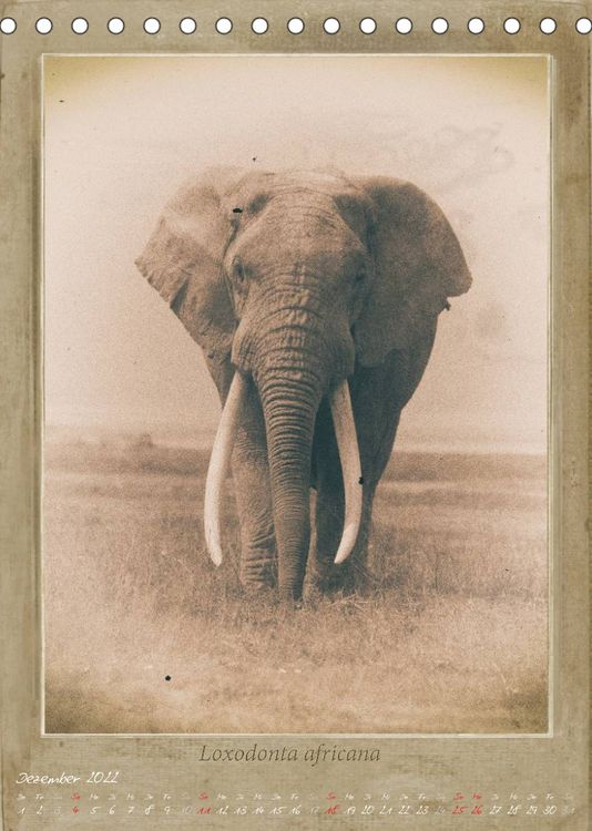 Produktbild: Schmidbauer, H: Haia Safari nostalgische Impressionen (Tisch