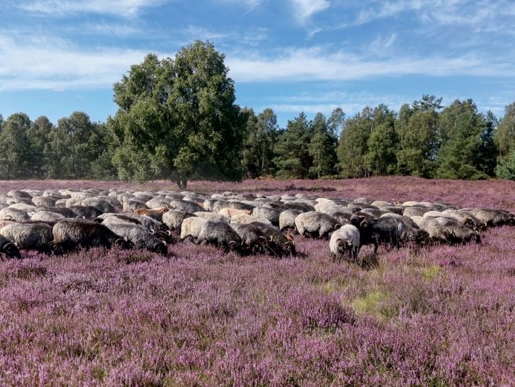 Produktbild: Heidschnuckenherde im Naturpark H&ouml;pen bei Schneverdingen (Puzzle)