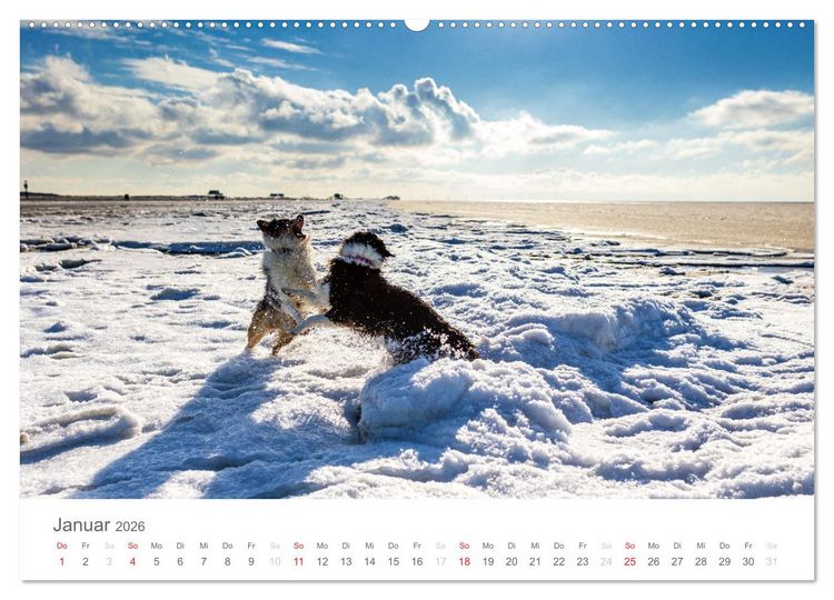 Produktbild: Australian Shepherd 2026 (hochwertiger Premium Wandkalender 2026 DIN A2 quer), Kunstdruck in Hochglanz