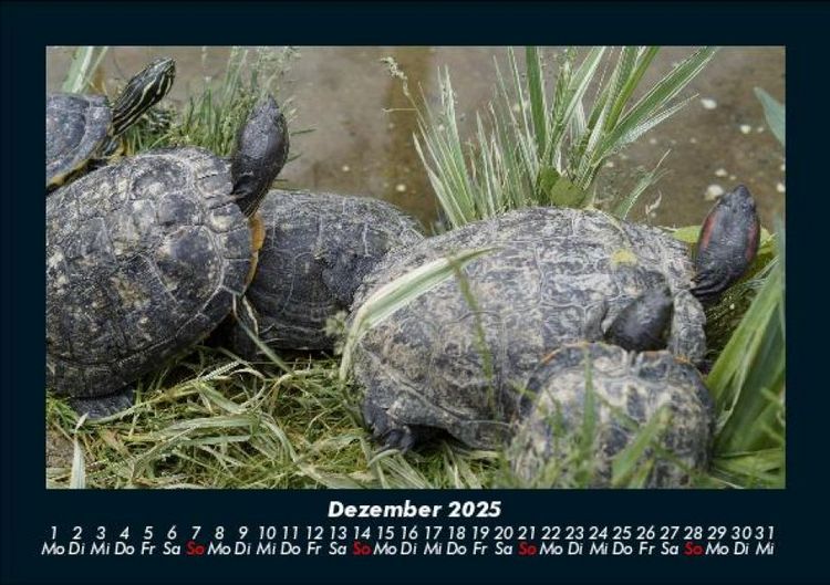 Produktbild: Welt der Tiere 2025 Fotokalender DIN A5