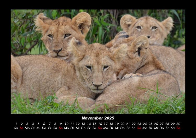 Produktbild: L&ouml;wen in der Wildnis 2025 Fotokalender DIN A3