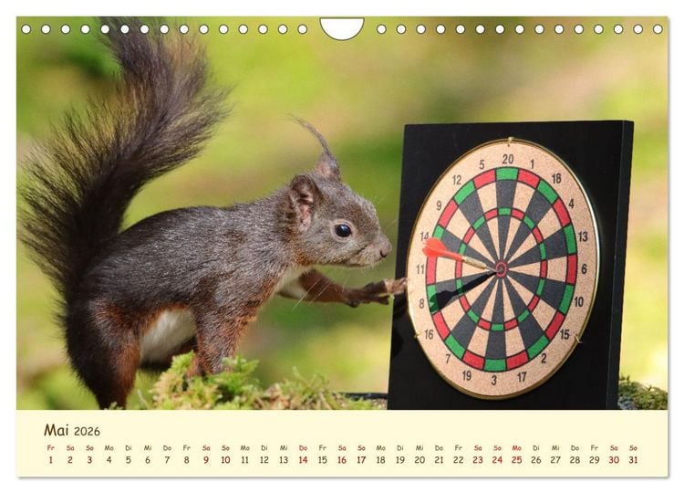 Produktbild: Eichh&ouml;rnchen - zauberhaft verspielt (Wandkalender 2026 DIN A4 quer), CALVENDO Monatskalender