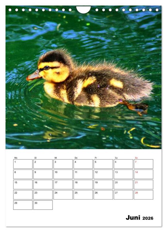 Produktbild: Heimische Wildtiere Terminplaner (Wandkalender 2026 DIN A4 hoch), CALVENDO Monatskalender