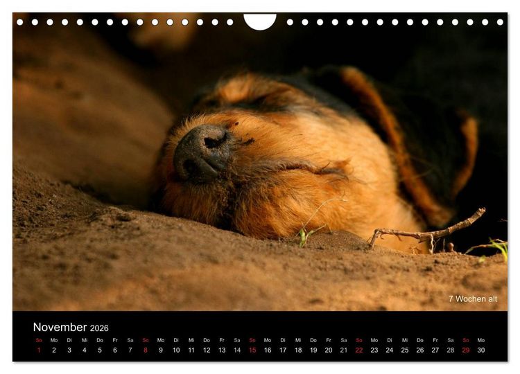 Produktbild: Airedale Terrier Welpen (Wandkalender 2026 DIN A4 quer), CALVENDO Monatskalender