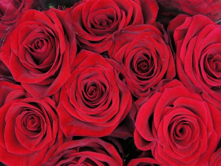 Produktbild: CALVENDO Puzzle Rote Rosen | 1000 Teile Lege-Gr&ouml;&szlig;e 64x48cm Foto-Puzzle f&uuml;r gl&uuml;ckliche Stunden