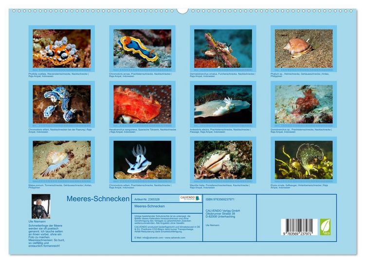 Produktbild: Meeres-Schnecken (hochwertiger Premium Wandkalender 2027 DIN A2 quer), Kunstdruck in Hochglanz
