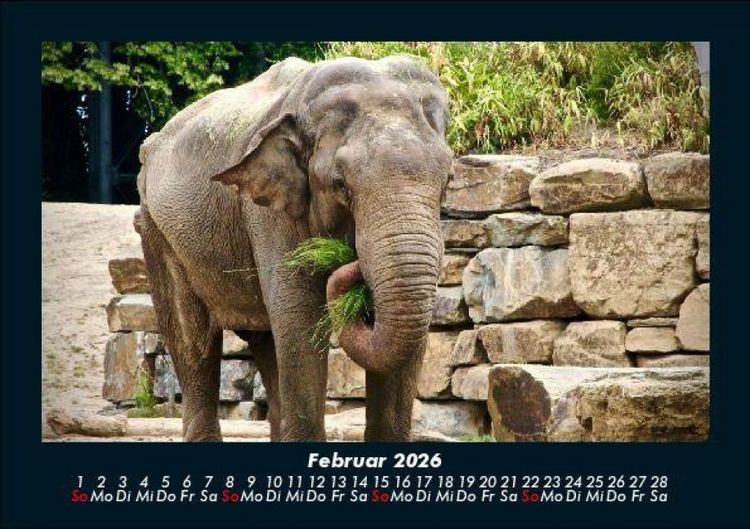 Produktbild: Elefanten - Die sanften Riesen Afrikas 2026 Fotokalender DIN A5