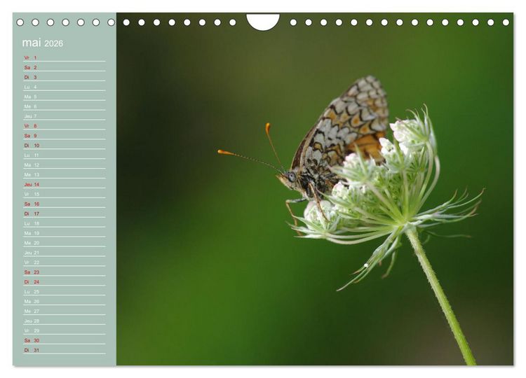 Produktbild: Merveilleux papillons (Calendrier mural 2026 DIN A4 vertical), CALVENDO calendrier mensuel