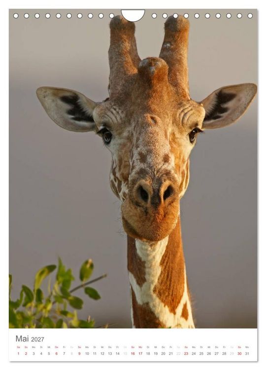 Produktbild: Magie des Augenblicks - Giraffen - Riesen der Savanne (Wandkalender 2027 DIN A4 hoch), CALVENDO Monatskalender