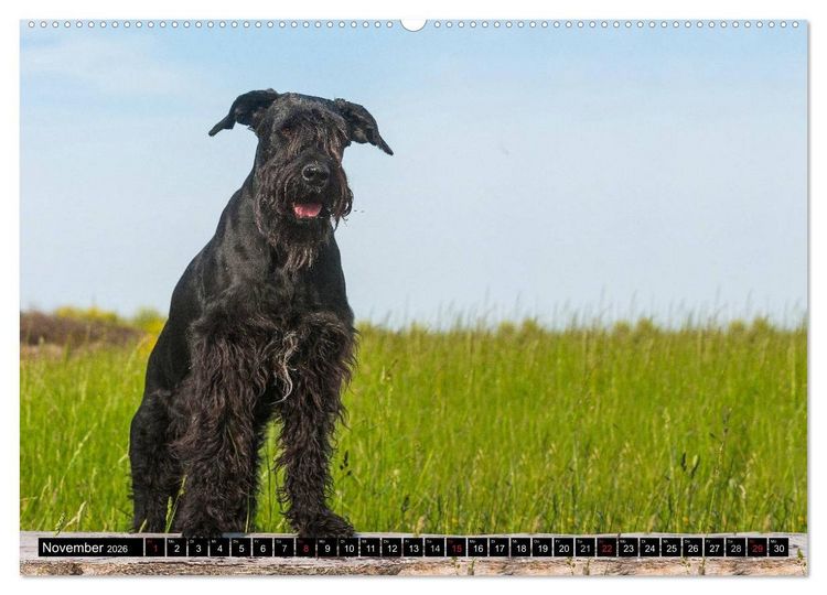 Produktbild: Treuer Freund Riesenschnauzer (Wandkalender 2026 DIN A2 quer), CALVENDO Monatskalender