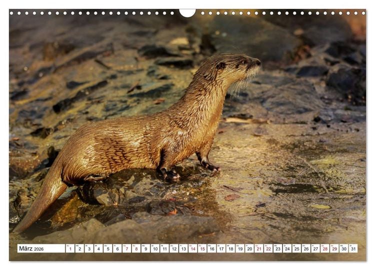 Produktbild: Waldtiere (Wandkalender 2026 DIN A3 quer), CALVENDO Monatskalender
