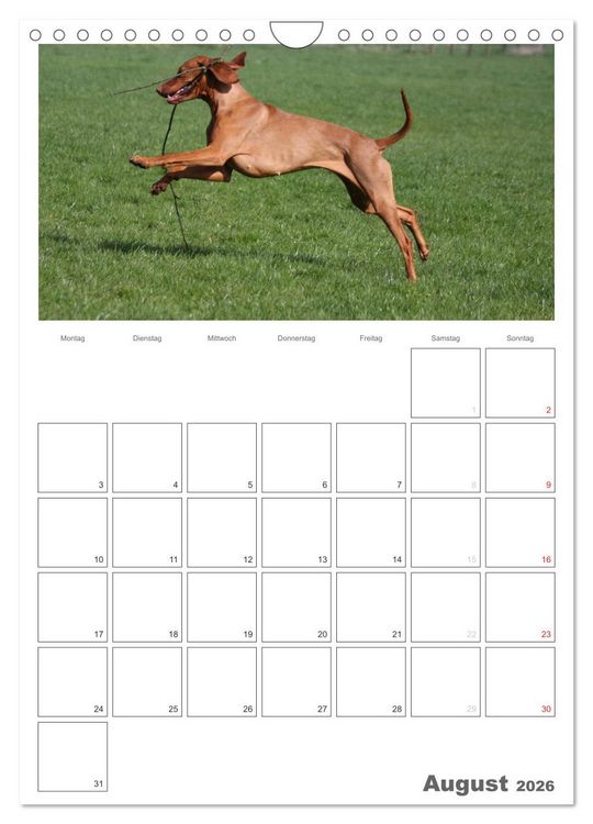 Produktbild: Magyar Vizsla (Wandkalender 2026 DIN A4 hoch), CALVENDO Monatskalender