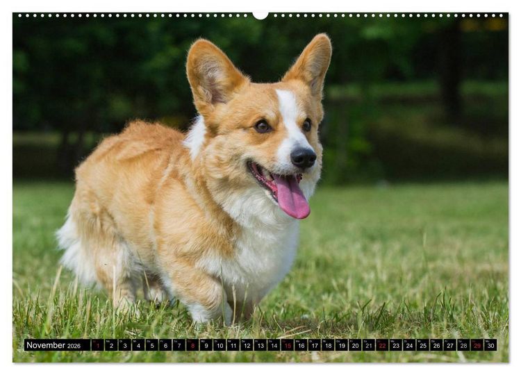 Produktbild: Welsh Corgi - Kobold auf 4 Pfoten (hochwertiger Premium Wandkalender 2026 DIN A2 quer), Kunstdruck in Hochglanz