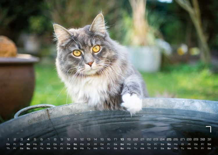Produktbild: Miau - Unsere Stubentiger - Der Katzenkalender - 2027 - Kalender DIN A2