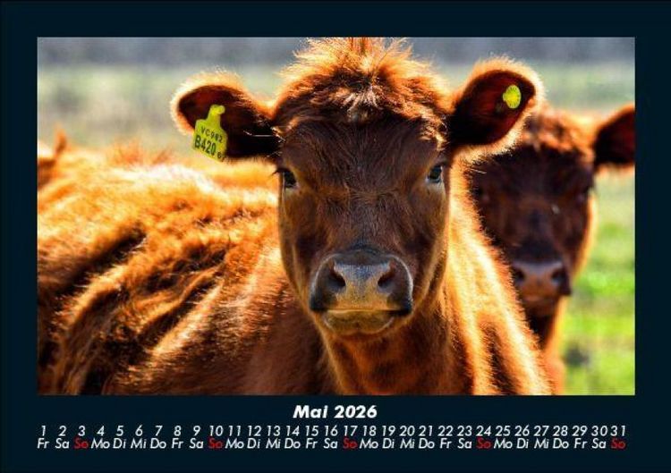 Produktbild: Kuhkalender 2026 Fotokalender DIN A5