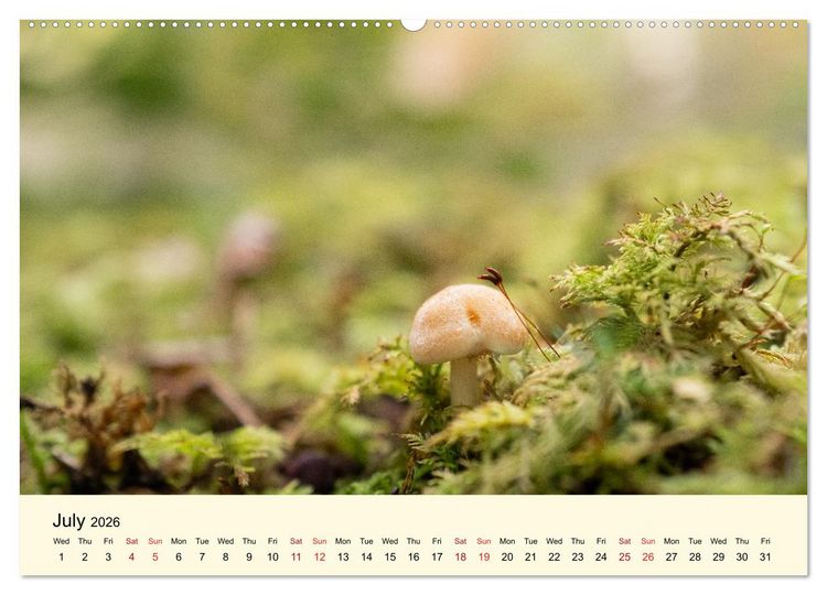 Produktbild: Whispers Beneath the Forest's Moss Mushrooms (Wall Calendar 2026 DIN A2 landscape), CALVENDO 12 Month Wall Calendar