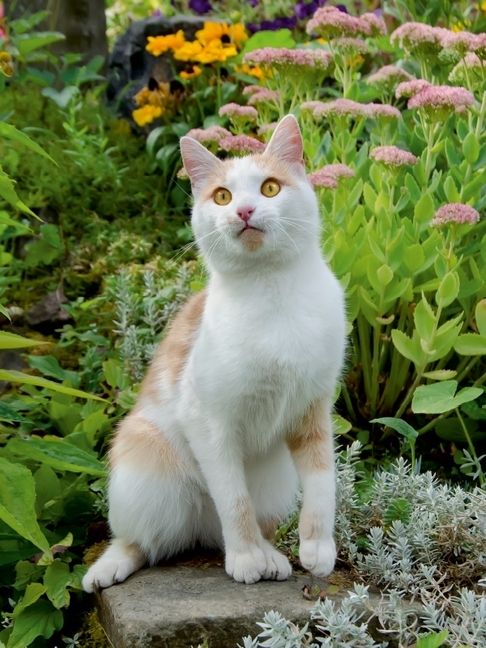 Produktbild: CALVENDO Puzzle Aufmerksame Katze im Garten | 1000 Teile Lege-Gr&ouml;&szlig;e 64x48cm Foto-Puzzle f&uuml;r gl&uuml;ckliche Stunden