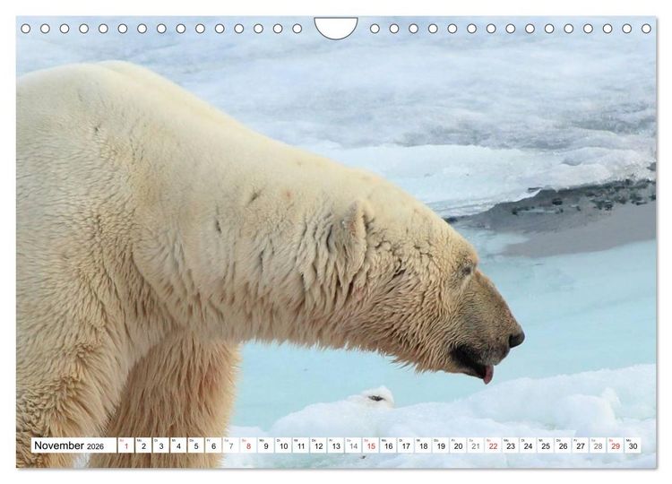 Produktbild: Eisb&auml;ren - K&ouml;nige der Arktis (Wandkalender 2026 DIN A4 quer), CALVENDO Monatskalender