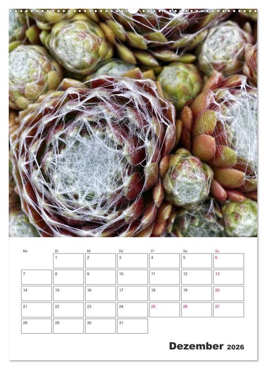 Produktbild: Ich liebe Sempervivum (hochwertiger Premium Wandkalender 2026 DIN A2 hoch), Kunstdruck in Hochglanz