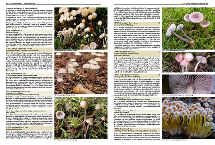 Produktbild: Pilze Mitteleuropas