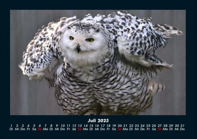 Produktbild: Welt der V&ouml;gel 2025 Fotokalender DIN A4