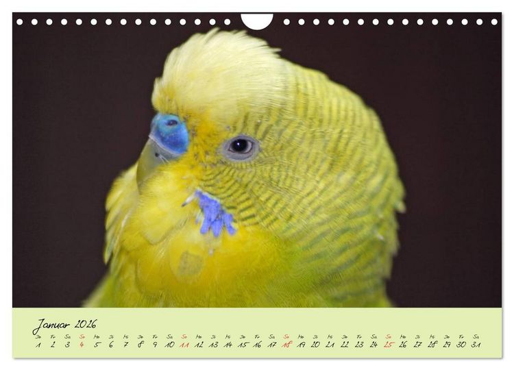 Produktbild: Wellensittiche - Gefiederte Freunde (Wandkalender 2026 DIN A4 quer), CALVENDO Monatskalender