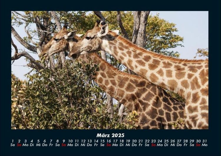 Produktbild: Giraffen 2025 Fotokalender DIN A4