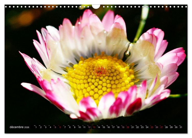Produktbild: Face &agrave; face avec les p&acirc;querettes (Calendrier mural 2026 DIN A3 vertical), CALVENDO calendrier mensuel