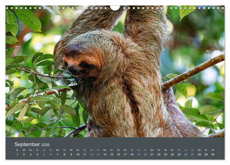 Produktbild: Wildes Leben - Ein Streifzug auf Zehenspitzen (Wandkalender 2026 DIN A3 quer), CALVENDO Monatskalender