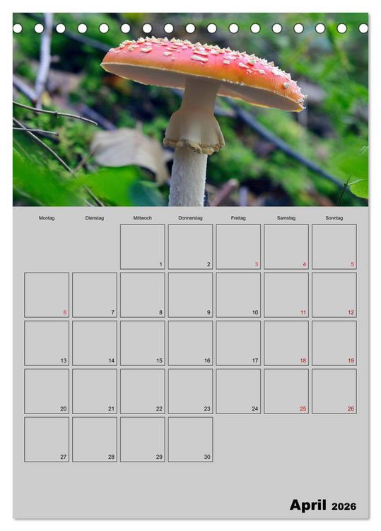 Produktbild: Quer durch die Pilze (Tischkalender 2026 DIN A5 hoch), CALVENDO Monatskalender
