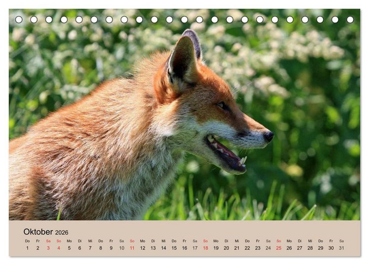 Produktbild: Der Fuchs. Bezaubernder Geselle (Tischkalender 2026 DIN A5 quer), CALVENDO Monatskalender