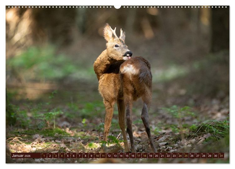 Produktbild: Zauberhafte Wesen - anmutiges Rehwild (hochwertiger Premium Wandkalender 2026 DIN A2 quer), Kunstdruck in Hochglanz