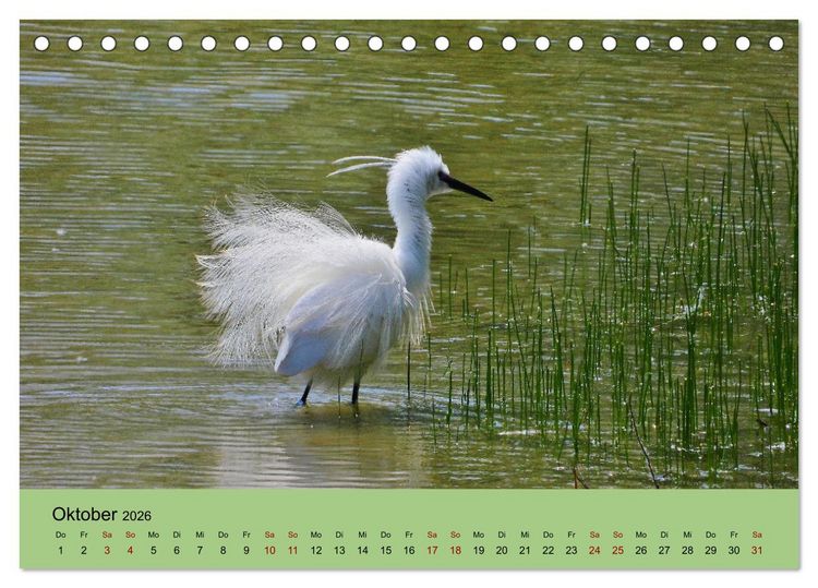 Produktbild: Flamingo und Co - Faszinierende Vogelwelt S&uuml;dfrankreichs (Tischkalender 2026 DIN A5 quer), CALVENDO Monatskalender