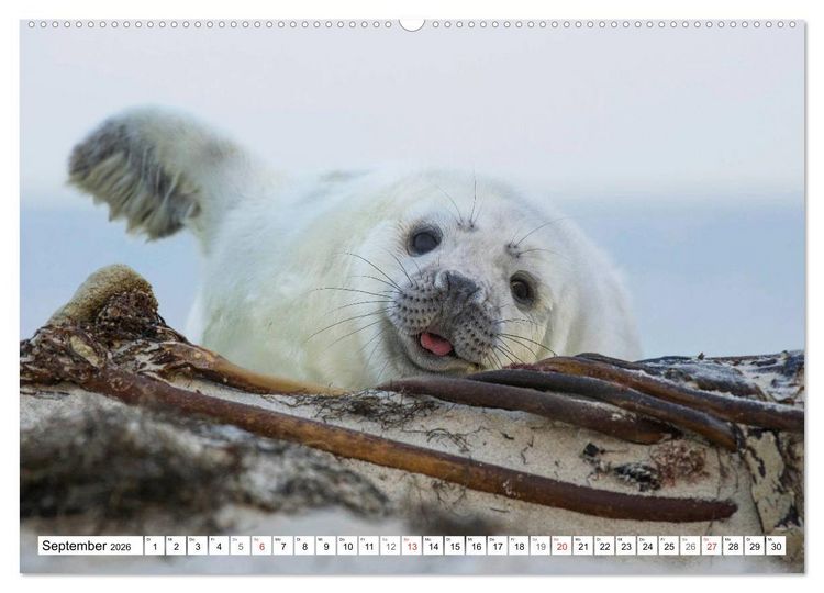 Produktbild: Kegelrobben hautnah (hochwertiger Premium Wandkalender 2026 DIN A2 quer), Kunstdruck in Hochglanz