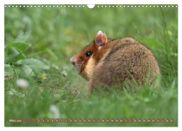 Produktbild: Feldhamster Herbert Kleine Pfoten, gro&szlig;e Pers&ouml;nlichkeit (Wandkalender 2026 DIN A3 quer), CALVENDO Monatskalender