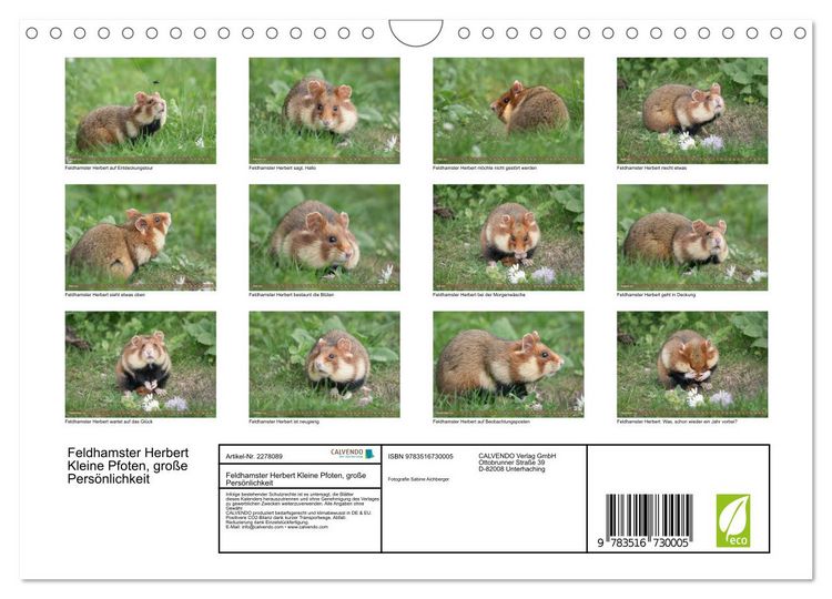 Produktbild: Feldhamster Herbert Kleine Pfoten, gro&szlig;e Pers&ouml;nlichkeit (Wandkalender 2026 DIN A4 quer), CALVENDO Monatskalender