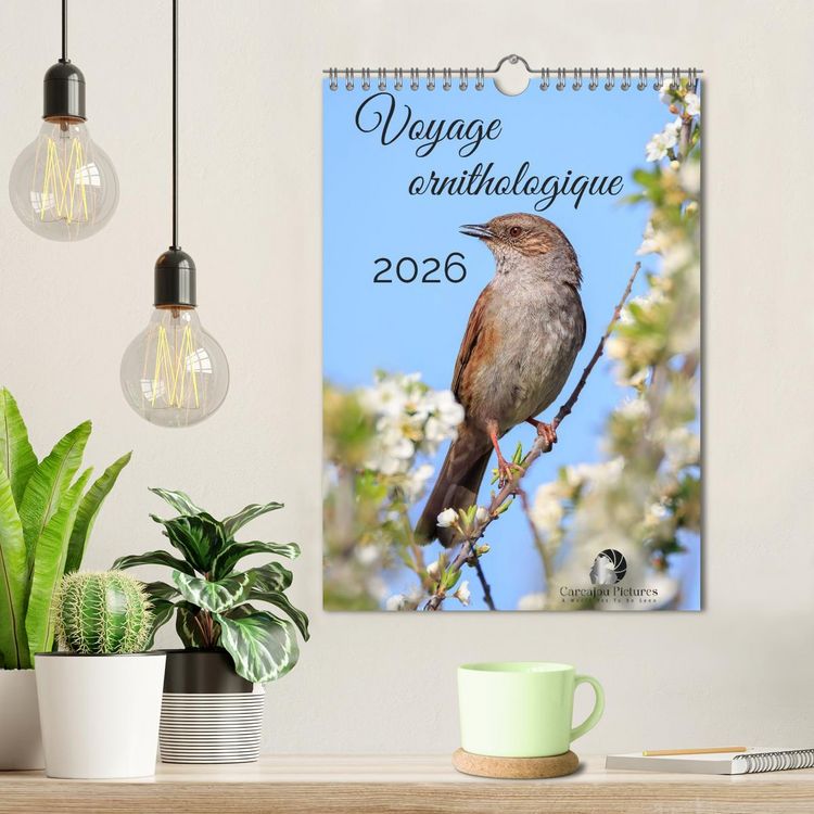 Produktbild: Voyage ornithologique (Calendrier mural 2026 DIN A4 horizontal), CALVENDO calendrier mensuel