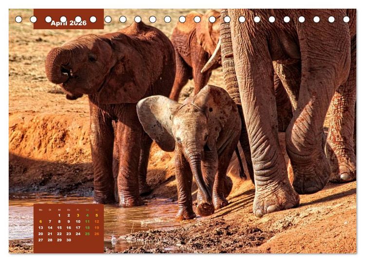 Produktbild: E wie Elefanten - verspielt und schn&uuml;ssig (Tischkalender 2026 DIN A5 quer), CALVENDO Monatskalender