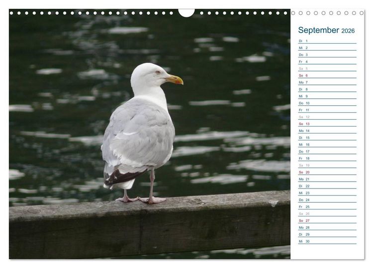 Produktbild: M&ouml;wen - Von der Ostsee bis zum Atlantik (Wandkalender 2026 DIN A3 quer), CALVENDO Monatskalender