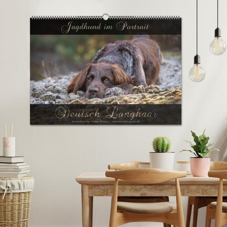 Produktbild: Jagdhund im Portrait - Deutsch Langhaar (Wandkalender 2026 DIN A2 quer), CALVENDO Monatskalender