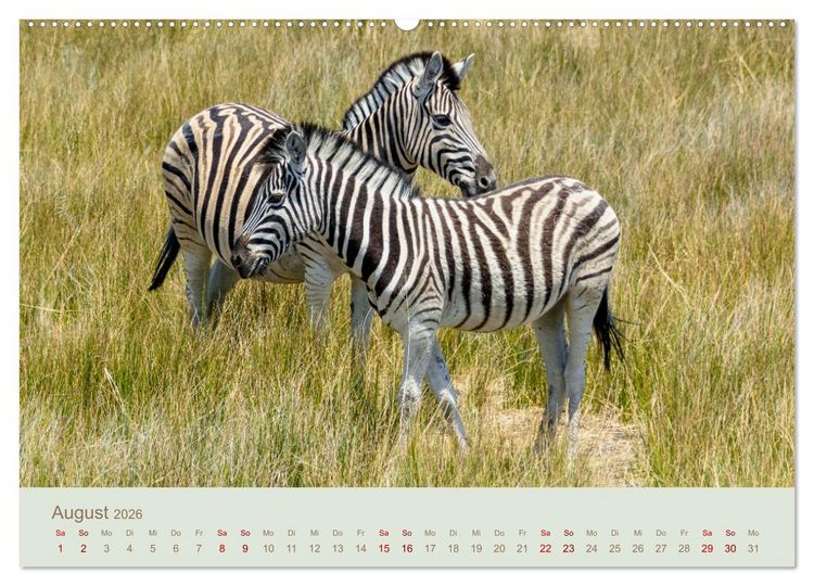 Produktbild: Zebras in Afrika (hochwertiger Premium Wandkalender 2026 DIN A2 quer), Kunstdruck in Hochglanz