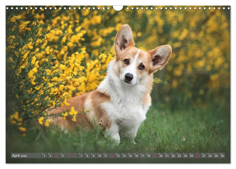Produktbild: Welsh Corgi - Der Kobold unter den Hunden (Wandkalender 2026 DIN A3 quer), CALVENDO Monatskalender
