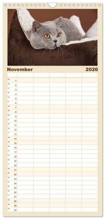 Produktbild: Familienplaner 2026 - Die Britisch Kurzhaar Katze mit 5 Spalten (Wandkalender, 21 x 45 cm) CALVENDO