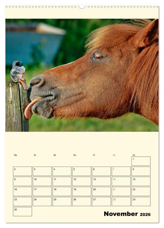 Produktbild: Lustig verr&uuml;ckt - der Tierkalender (hochwertiger Premium Wandkalender 2026 DIN A2 hoch), Kunstdruck in Hochglanz